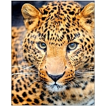 АЖ-4032 Алмазная мозаика 'Взгляд леопарда' 30*40см